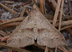 Discolored Renia